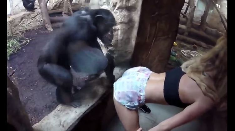 辣妹大秀「超強美尻」想看會怎樣！結果黑猩猩超男人…眾人直接爆笑！