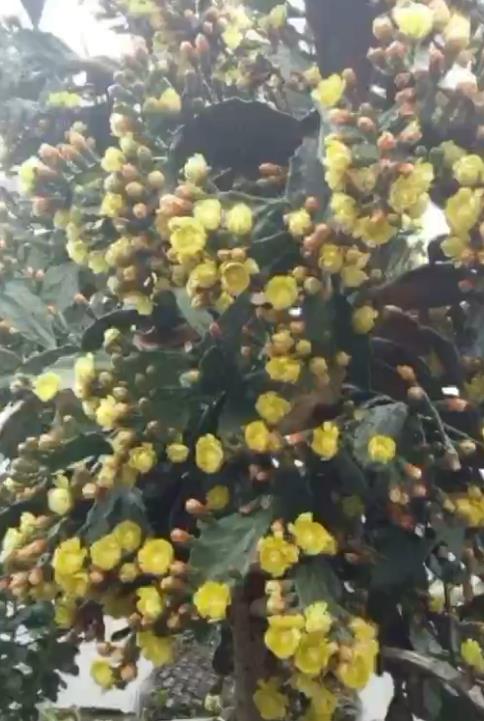 小夥十年前種下一棵仙人掌，現在有人出2萬購買，回家後不淡定了