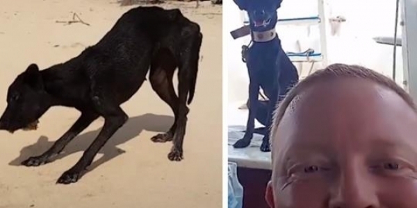 大叔在快淹沒無人荒島遇到「皮包骨黑犬」被惡意遺棄！不顧全船反對丟包，執意救牠回家！如今狗狗烏黑亮麗超美，擁有第二次生命！