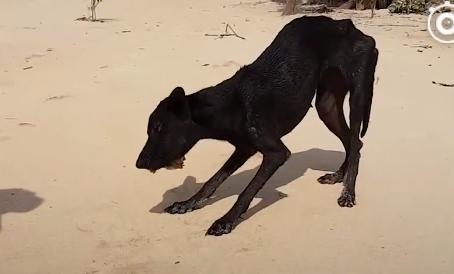 大叔在快淹沒無人荒島遇到「皮包骨黑犬」被惡意遺棄！不顧全船反對丟包，執意救牠回家！如今狗狗烏黑亮麗超美，擁有第二次生命！