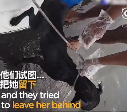 大叔在快淹沒無人荒島遇到「皮包骨黑犬」被惡意遺棄！不顧全船反對丟包，執意救牠回家！如今狗狗烏黑亮麗超美，擁有第二次生命！