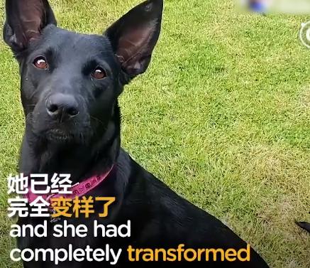 大叔在快淹沒無人荒島遇到「皮包骨黑犬」被惡意遺棄！不顧全船反對丟包，執意救牠回家！如今狗狗烏黑亮麗超美，擁有第二次生命！