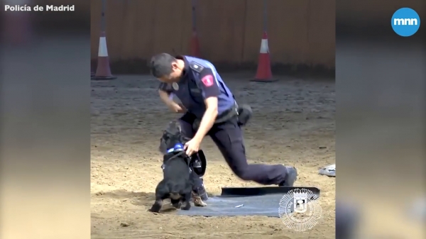 警察當場倒地不起，身旁警犬立刻「檢查呼吸更CPR急救」！英雄式機靈反應，網讚：太聰明了！！