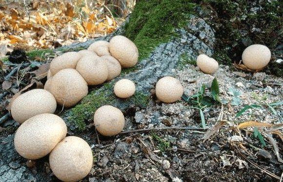 女子山林遊玩發現一片「鴨蛋」，撿回一個帶回家中，阿公：撿到寶了
