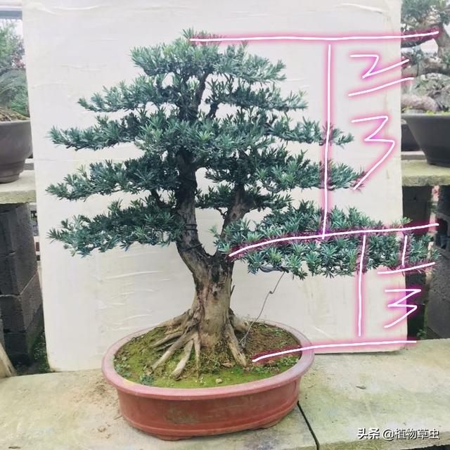 說到盆景枝條布局，大師有話說，學會這六點，盆景造型很簡單