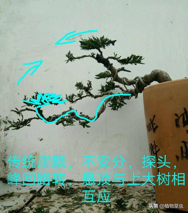 說到盆景枝條布局，大師有話說，學會這六點，盆景造型很簡單