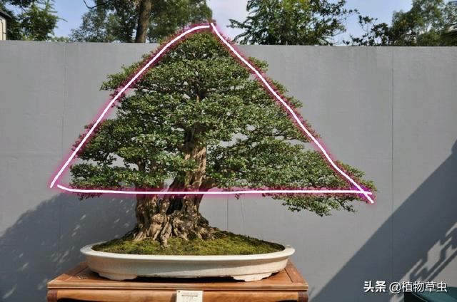 說到盆景枝條布局，大師有話說，學會這六點，盆景造型很簡單