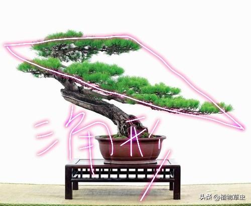 說到盆景枝條布局，大師有話說，學會這六點，盆景造型很簡單