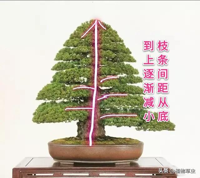 說到盆景枝條布局，大師有話說，學會這六點，盆景造型很簡單