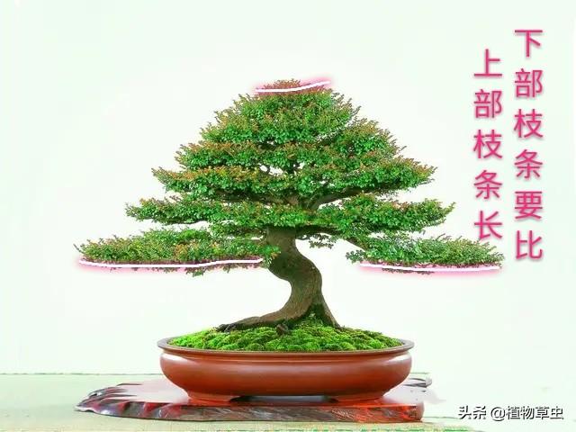 說到盆景枝條布局，大師有話說，學會這六點，盆景造型很簡單