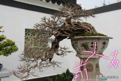說到盆景枝條布局，大師有話說，學會這六點，盆景造型很簡單
