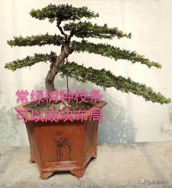 說到盆景枝條布局，大師有話說，學會這六點，盆景造型很簡單