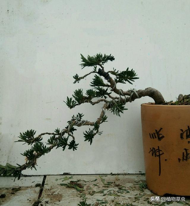 說到盆景枝條布局，大師有話說，學會這六點，盆景造型很簡單