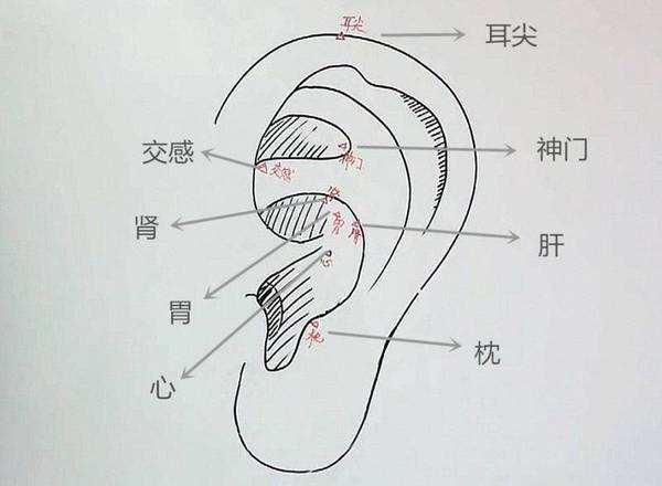 老中醫教你從耳朵了解身體疾病記住哦！