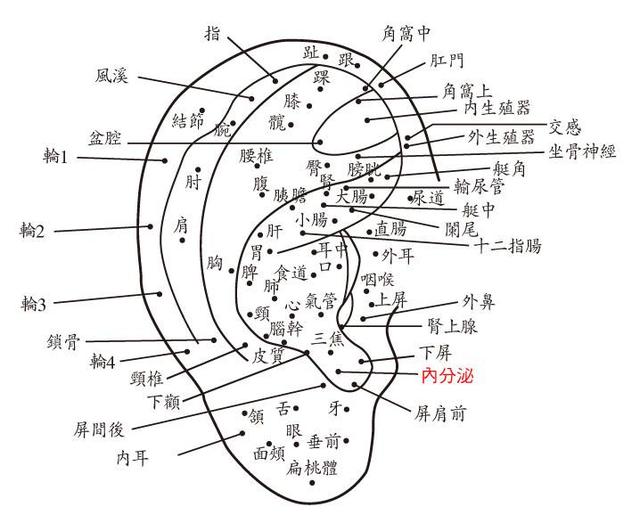 老中醫教你從耳朵了解身體疾病記住哦！