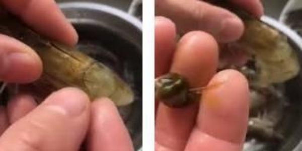 餐廳大廚用「不費力神招」處理「蝦子腸泥」超神速！一個MOVE幾秒內輕鬆搞定！