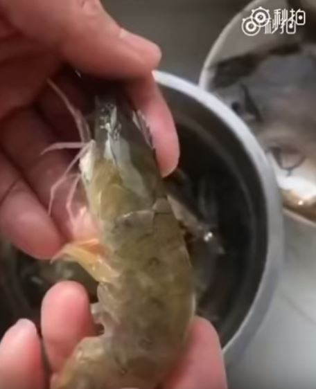 餐廳大廚用「不費力神招」處理「蝦子腸泥」超神速！一個MOVE幾秒內輕鬆搞定！