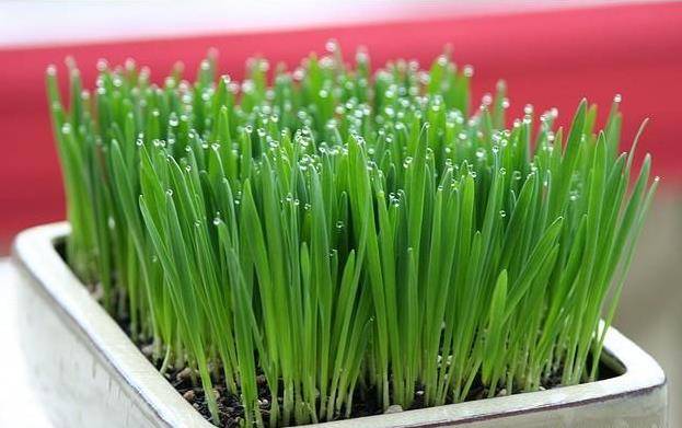 「大便」變細還帶血？最好去檢查一下，警惕腸道長腫瘤了