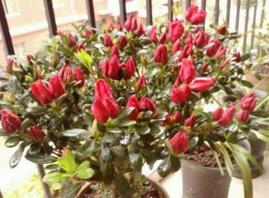 這3類「花草」寧願丟掉，也不要搬進屋，免得破壞過年的喜氣