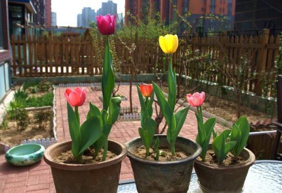 這3類「花草」寧願丟掉，也不要搬進屋，免得破壞過年的喜氣