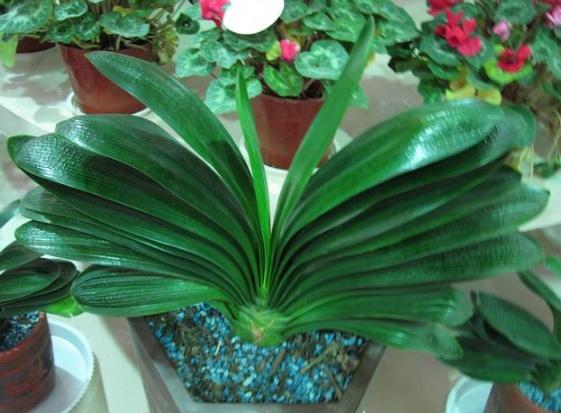這3類「花草」寧願丟掉，也不要搬進屋，免得破壞過年的喜氣