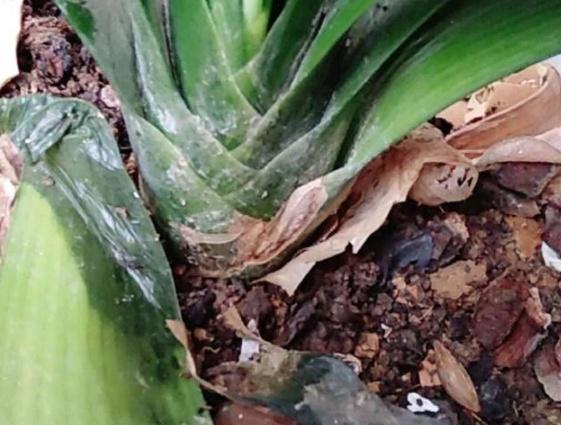 這3類「花草」寧願丟掉，也不要搬進屋，免得破壞過年的喜氣
