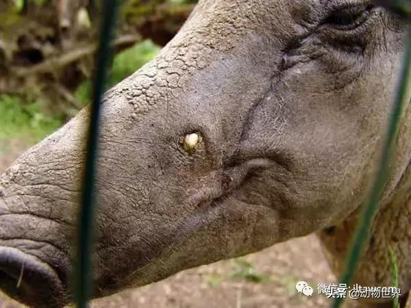 豬年馬上來臨 認識一下世界上所有的豬