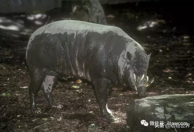 豬年馬上來臨 認識一下世界上所有的豬