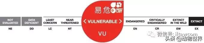 豬年馬上來臨 認識一下世界上所有的豬