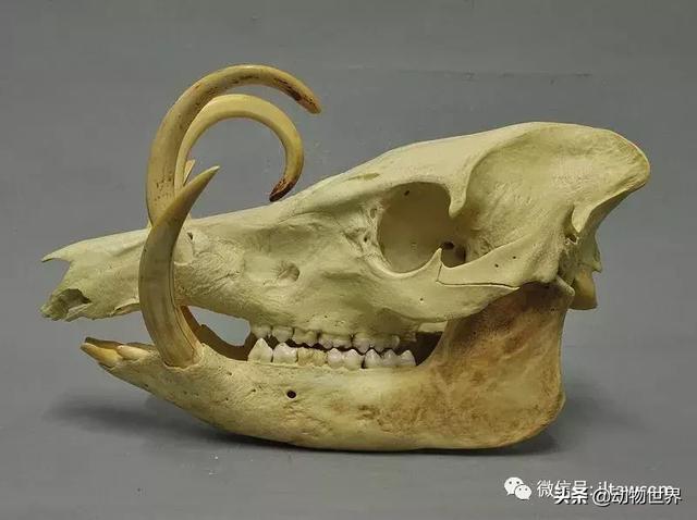 豬年馬上來臨 認識一下世界上所有的豬