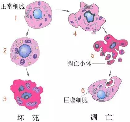 幹細胞—人體抗衰老的根本