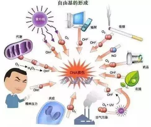 幹細胞—人體抗衰老的根本
