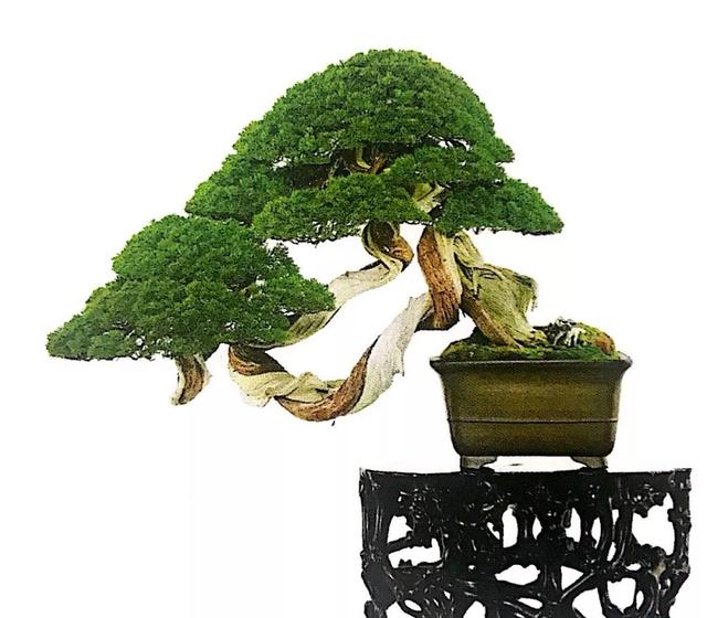 讀懂盆景創作形式後發現，任盆景變化多端，也離不開四字要領！