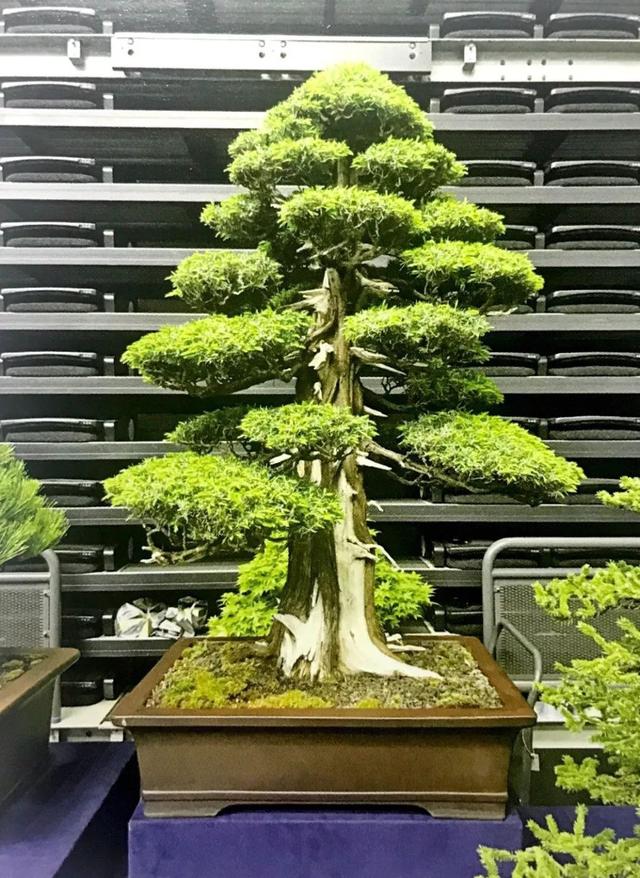 讀懂盆景創作形式後發現，任盆景變化多端，也離不開四字要領！