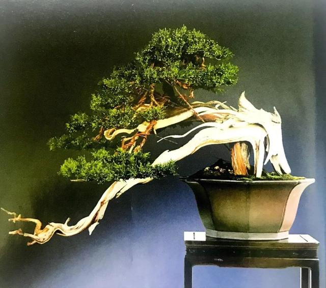 讀懂盆景創作形式後發現，任盆景變化多端，也離不開四字要領！