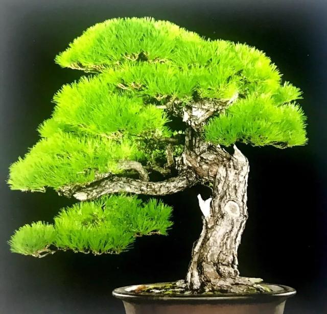讀懂盆景創作形式後發現，任盆景變化多端，也離不開四字要領！