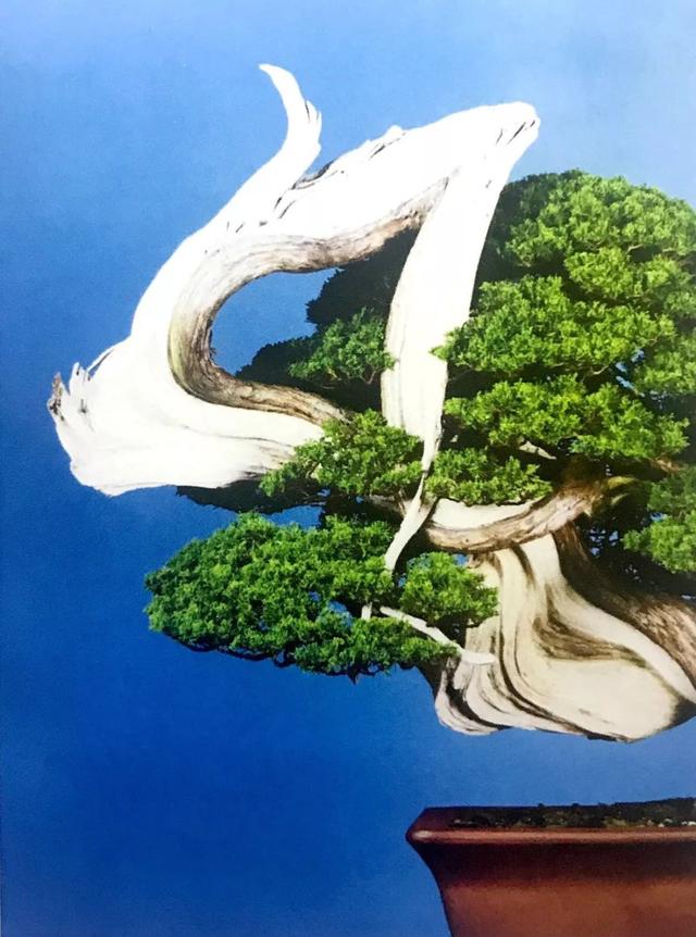 讀懂盆景創作形式後發現，任盆景變化多端，也離不開四字要領！