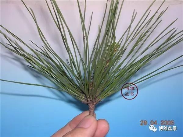 有沒有覺得黑松短葉法很「高 大 上」？親手做幾次你就知道了！