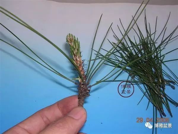 有沒有覺得黑松短葉法很「高 大 上」？親手做幾次你就知道了！