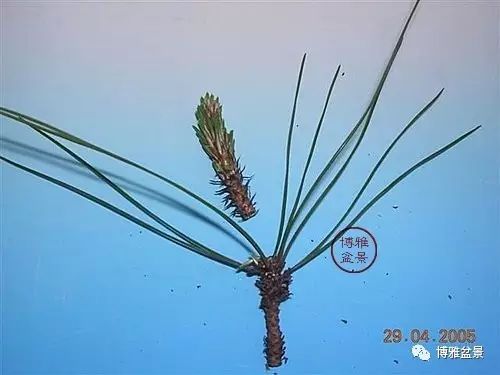 有沒有覺得黑松短葉法很「高 大 上」？親手做幾次你就知道了！
