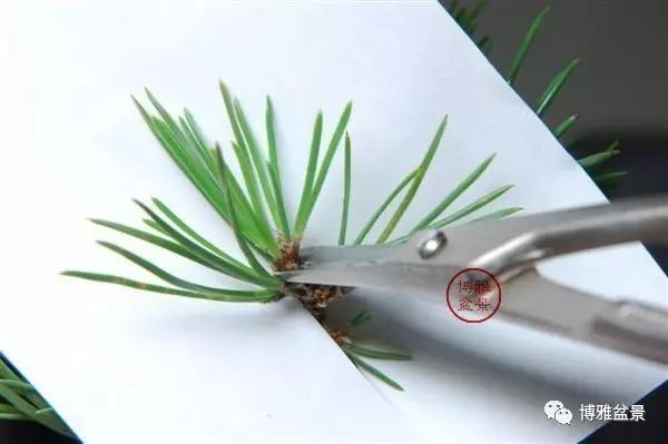 有沒有覺得黑松短葉法很「高 大 上」？親手做幾次你就知道了！