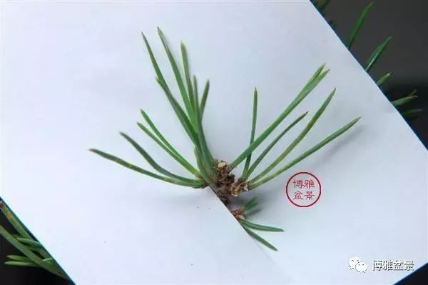 有沒有覺得黑松短葉法很「高 大 上」？親手做幾次你就知道了！