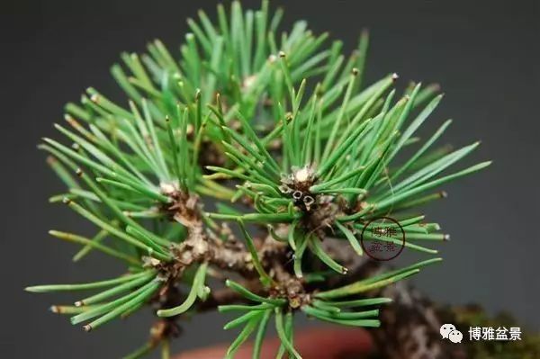 有沒有覺得黑松短葉法很「高 大 上」？親手做幾次你就知道了！