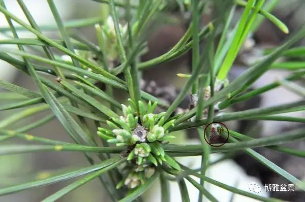 有沒有覺得黑松短葉法很「高 大 上」？親手做幾次你就知道了！
