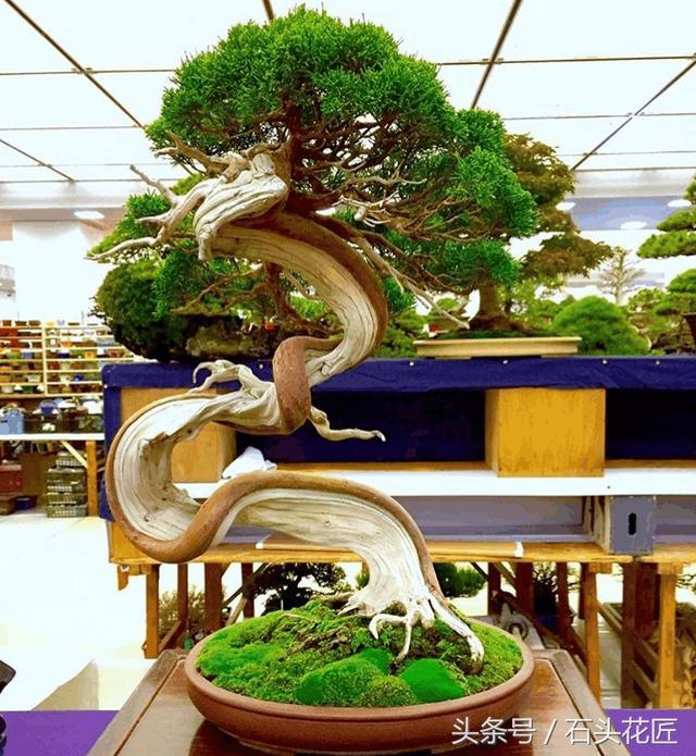這些盆栽個個都是精品，可謂是價值連城，有的比一套房都貴