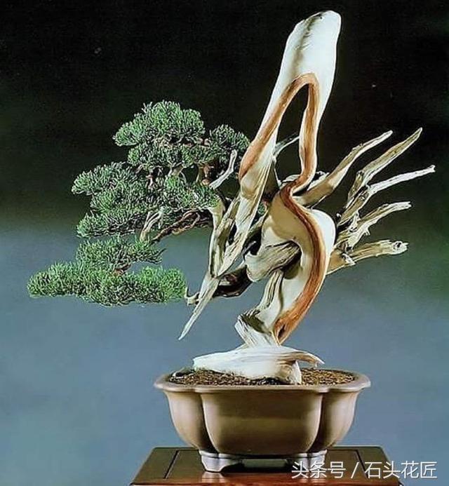 這些盆栽個個都是精品，可謂是價值連城，有的比一套房都貴