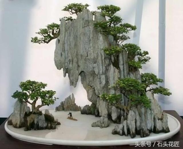 這些盆栽個個都是精品，可謂是價值連城，有的比一套房都貴