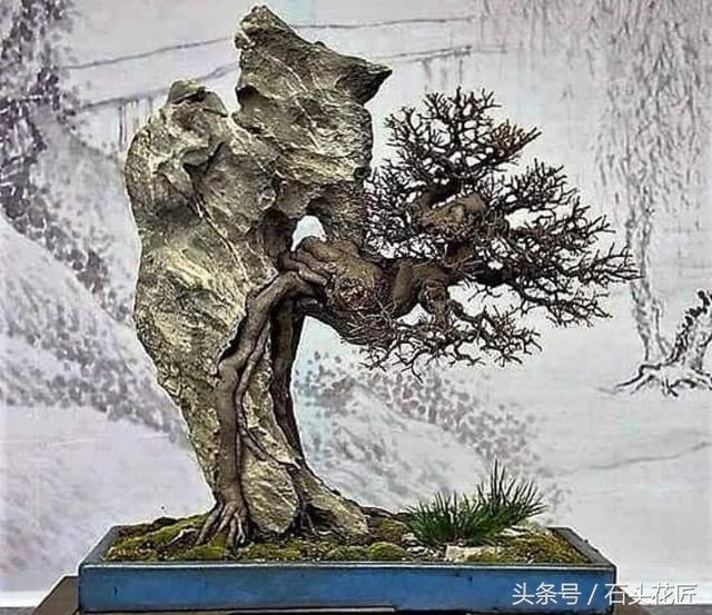 這些盆栽個個都是精品，可謂是價值連城，有的比一套房都貴