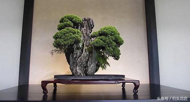 這些盆栽個個都是精品，可謂是價值連城，有的比一套房都貴