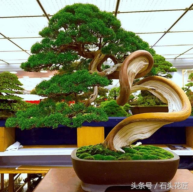這些盆栽個個都是精品，可謂是價值連城，有的比一套房都貴